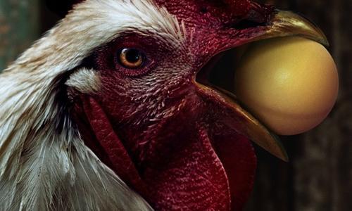 The Rooster poster